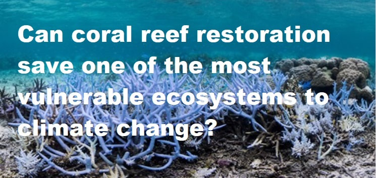 Can coral reef restoration save one of the most vulnerable ecosystems ...